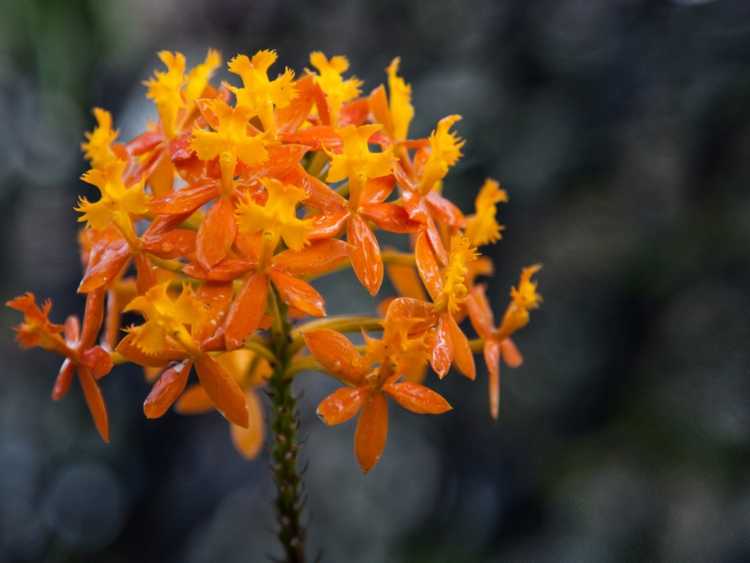 You are currently viewing À propos des plantes d'orchidées Epidendrum: informations sur les soins des orchidées Epidendrum