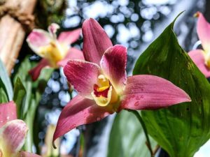 Lire la suite à propos de l’article Que sont les orchidées Lycaste – Culture d’orchidées Lycaste