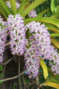 Lire la suite à propos de l’article Orchidées Rhynchostylis: Conseils sur la culture de plantes d'orchidées sétaire