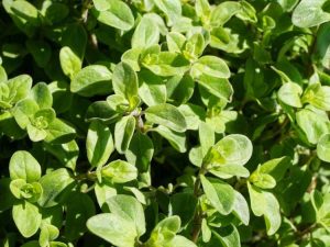 Lire la suite à propos de l’article Problèmes d'origan – Informations sur les ravageurs et les maladies affectant les plantes d'origan