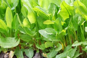 Lire la suite à propos de l’article Séparer les plantes d'oseille : découvrez la division de l'oseille des jardins