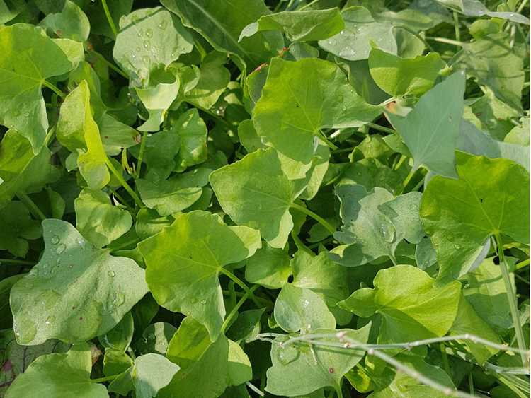 You are currently viewing Prendre soin des herbes d'oseille française : comment faire pousser des plantes d'oseille française