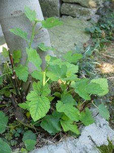 Lire la suite à propos de l’article Pouvez-vous faire pousser des arbres à partir de plantes drageons : conseils pour planter une pousse d'arbre