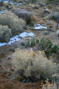 Lire la suite à propos de l’article Jardin d'hiver du désert : conseils pour le jardinage d'hiver dans les régions désertiques