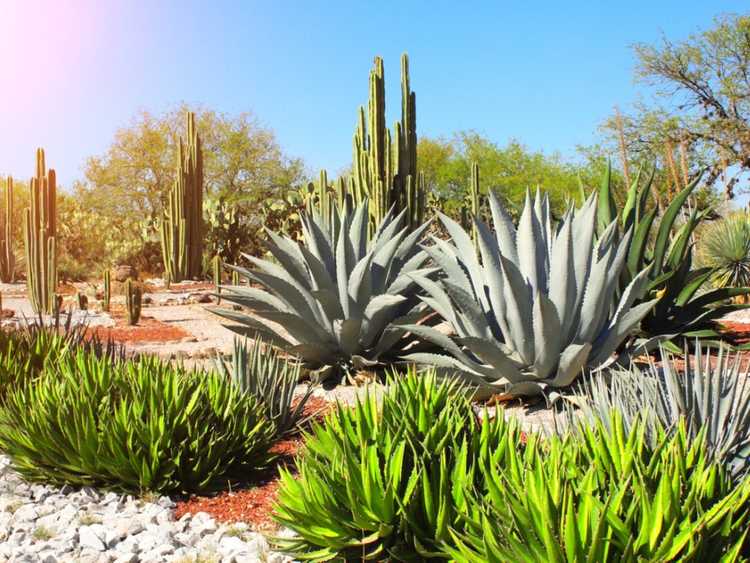 Lire la suite à propos de l’article Conception de jardin xérophyte : comment utiliser les plantes xérophytes du désert dans le paysage