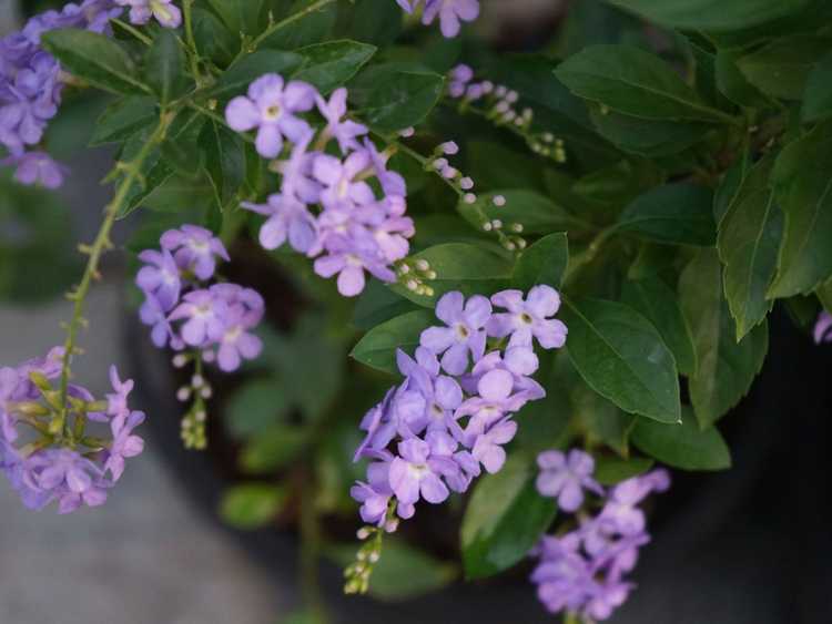 Lire la suite à propos de l’article Entretien de Duranta : Comment faire pousser des plantes Duranta