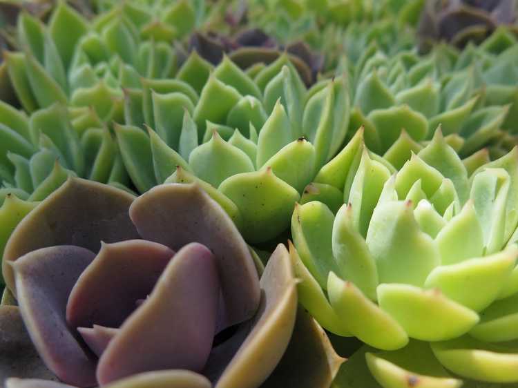 You are currently viewing Soins de Peacock Echeveria – Conseils pour cultiver des plantes Peacock Echeveria