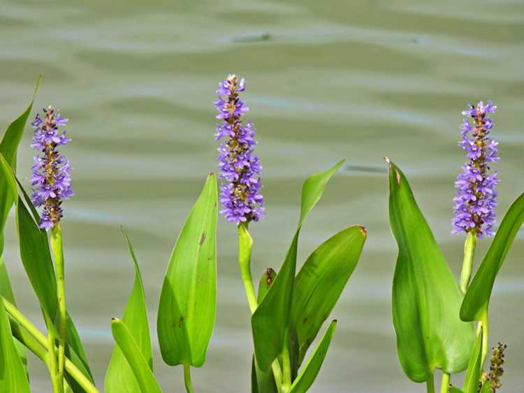 Lire la suite à propos de l’article Que sont les plantes émergentes : types de plantes émergentes pour les étangs