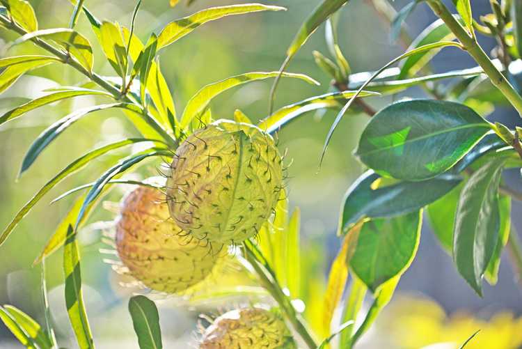 You are currently viewing Comment faire pousser des plantes en ballon : prendre soin des plantes en ballon dans le jardin