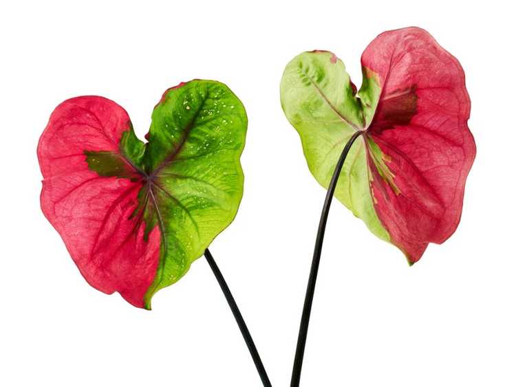 Lire la suite à propos de l’article Plantes en forme de cœur : différentes variétés de plantes d'intérieur en forme de cœur