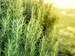 Lire la suite à propos de l’article Plantes de plein soleil pour sol sablonneux – Cultiver des plantes de sable en plein soleil