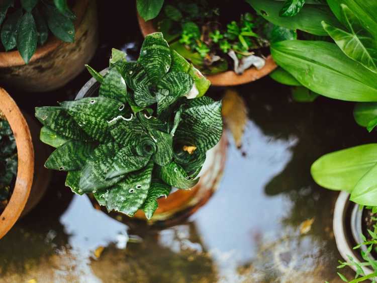 You are currently viewing Comment protéger les plantes en pot des fortes pluies