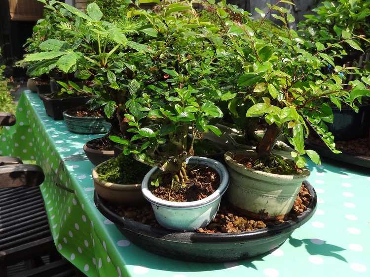 You are currently viewing Qu'est-ce qu'un plateau à galets – Gardez les plantes humides avec une soucoupe à galets