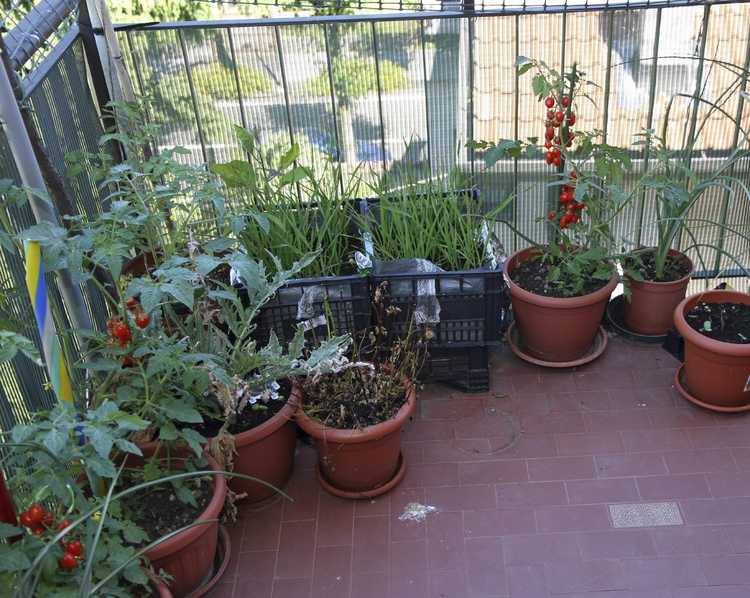 Lire la suite à propos de l’article Jardinage urbain en appartement : conseils de jardinage pour les habitants des appartements
