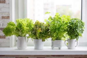 Lire la suite à propos de l’article Jardin sur rebord de fenêtre pour débutants : découvrez comment faire pousser des plantes sur un rebord de fenêtre