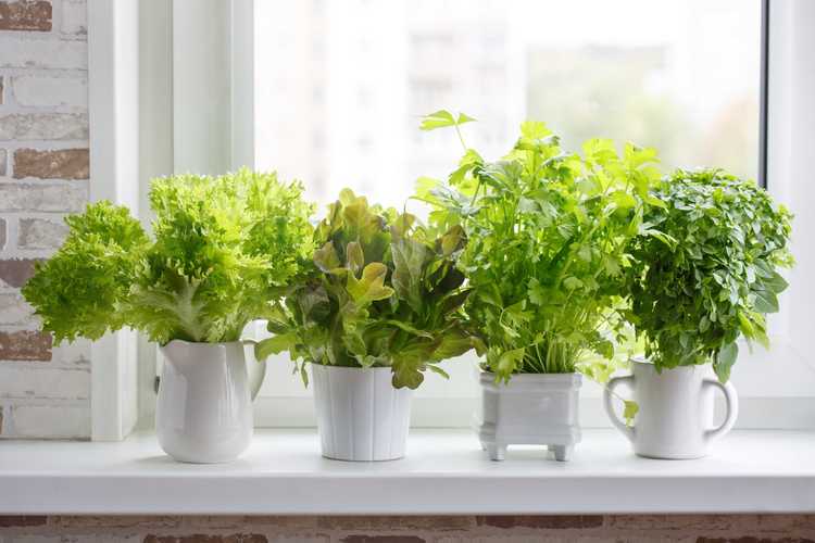 You are currently viewing Jardin sur rebord de fenêtre pour débutants : découvrez comment faire pousser des plantes sur un rebord de fenêtre