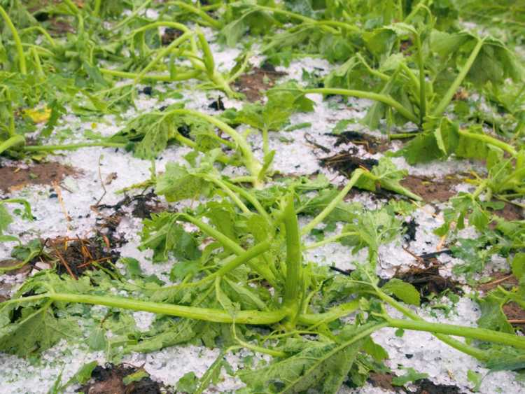 Lire la suite à propos de l’article Dommages causés aux cultures par la grêle : comment prendre soin des plantes endommagées par la grêle