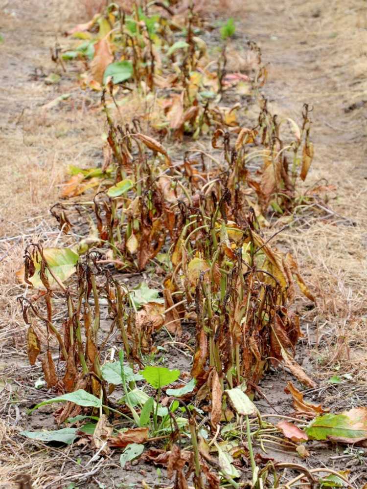 You are currently viewing Dommages causés aux plantes par un herbicide : comment traiter les plantes accidentellement pulvérisées avec un herbicide
