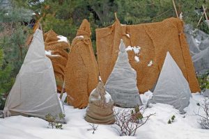 Lire la suite à propos de l’article Emballer les plantes dans de la toile de jute : comment utiliser la toile de jute pour protéger les plantes