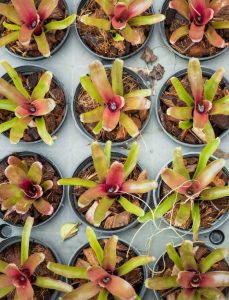 Lire la suite à propos de l’article En savoir plus sur la propagation des plantes épiphytes