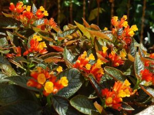 Lire la suite à propos de l’article Que sont les plantes Episcia – En savoir plus sur l'entretien des variétés Episcia