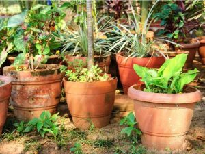 Lire la suite à propos de l’article Jardinage en pot sous les arbres – Cultiver des plantes en pot sous un arbre