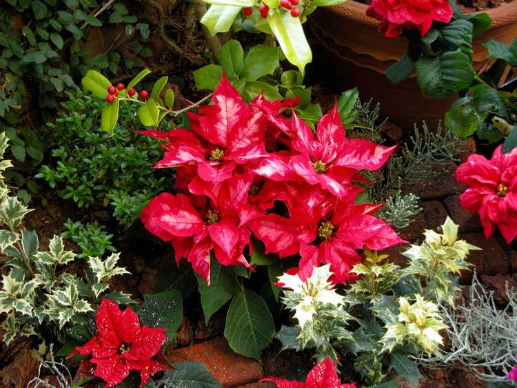 You are currently viewing Une liste de plantes et de fleurs pour Noël
