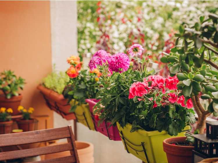 You are currently viewing Meilleures plantes de balcon – Cultiver des plantes et des fleurs de balcon