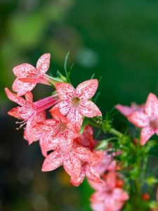 Lire la suite à propos de l’article Informations sur le cyprès debout – Comment faire pousser une plante Red Texas Star
