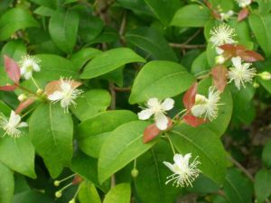 Lire la suite à propos de l’article Eugenia Care: Comment planter Eugenia dans des conteneurs et des jardins