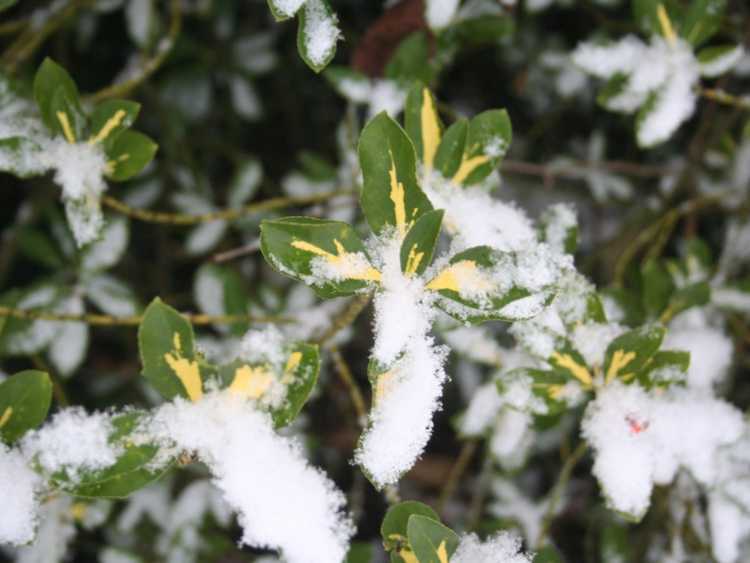 You are currently viewing Soins hivernaux d'Euonymus : conseils pour prévenir les dommages hivernaux sur Euonymus