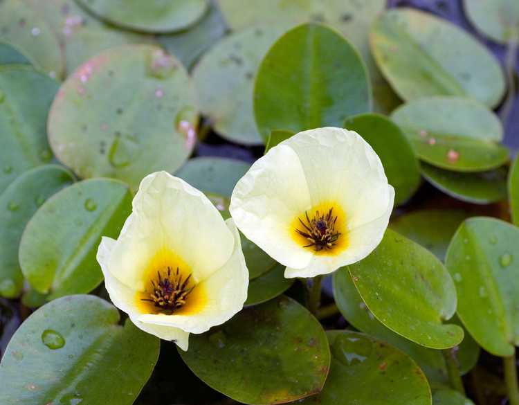 You are currently viewing Entretien du pavot d'eau – Comment faire pousser des plantes flottantes de pavot d'eau