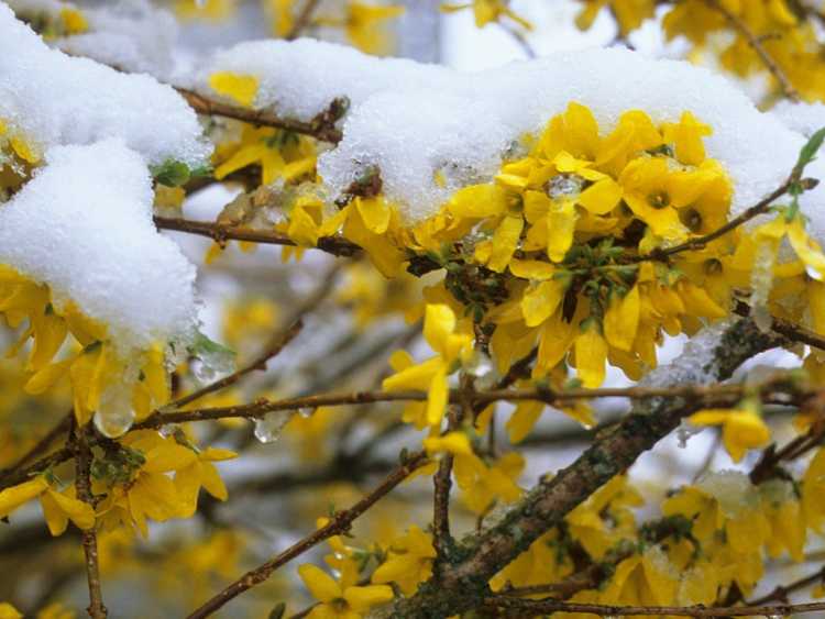 You are currently viewing Dommages hivernaux du Forsythia : Comment traiter un Forsythia endommagé par le froid