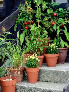 Lire la suite à propos de l’article Plantes de jardin de terrasse – Petits fruits et légumes pour contenants