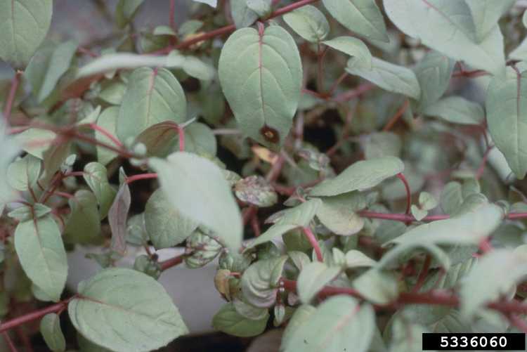 You are currently viewing Traiter les maladies des feuilles de fuchsia – Comment soigner les maladies des plantes fuchsia