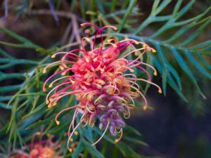 Lire la suite à propos de l’article Grevilleas cultivés en conteneurs : prendre soin des plantes de Grevillea à l'intérieur