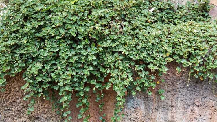 You are currently viewing Informations sur les plantes grimpantes à feuilles froissées : Apprenez à cultiver des plantes grimpantes à feuilles froissées