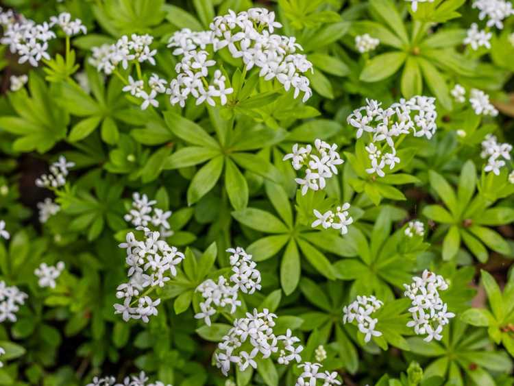 Lire la suite à propos de l’article Herbes tolérantes à l'ombre pour votre jardin d'herbes aromatiques