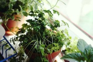 Lire la suite à propos de l’article Jardin d'herbes aromatiques d'intérieur – Cultiver un jardin d'herbes aromatiques sur le rebord de la fenêtre