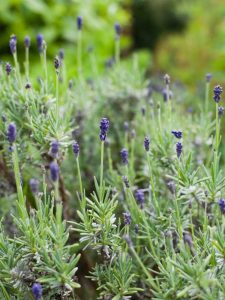 Lire la suite à propos de l’article Conception de jardin d'herbes françaises : plantes d'herbes françaises pour le jardin