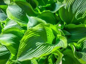 Lire la suite à propos de l’article Hostas tolérants au soleil : planter des hostas au soleil