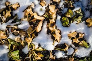 Lire la suite à propos de l’article Préparation hivernale des hostas – Que faire avec les hostas en hiver