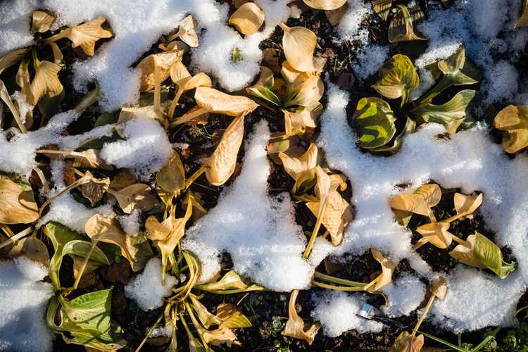 You are currently viewing Préparation hivernale des hostas – Que faire avec les hostas en hiver