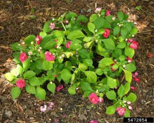 Lire la suite à propos de l’article Impatiens et mildiou : alternatives à la plantation d'impatiens dans le jardin