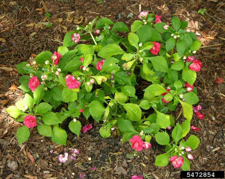 You are currently viewing Impatiens et mildiou : alternatives à la plantation d'impatiens dans le jardin