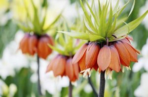 Lire la suite à propos de l’article Crown Imperial Fritillaria: Comment faire pousser des plantes Crown Imperial