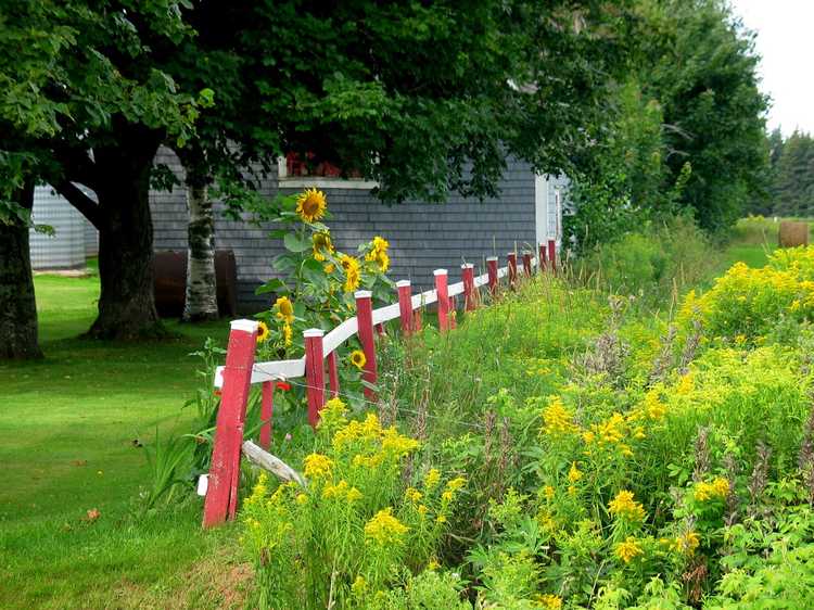 You are currently viewing Plantes indigènes envahissantes – Les plantes indigènes peuvent-elles devenir envahissantes