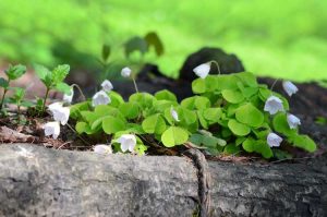 Lire la suite à propos de l’article Érosion et plantes indigènes – Pourquoi les plantes indigènes sont-elles bonnes pour l'érosion