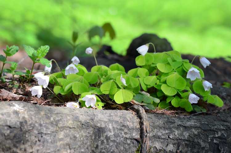 You are currently viewing Érosion et plantes indigènes – Pourquoi les plantes indigènes sont-elles bonnes pour l'érosion