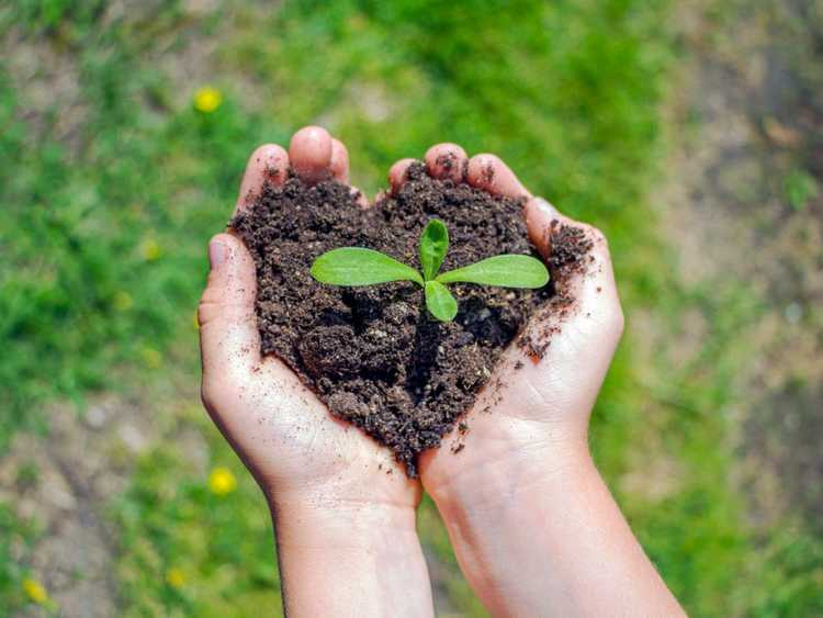 Lire la suite à propos de l’article Comment améliorer la qualité du sol avec des plantes indigènes